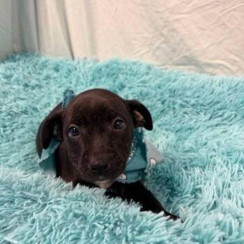 Marla Hooch -  Mixed Breed Dog for Adoption in Canal Winchester, Ohio - Marla Hooch | PetCurious