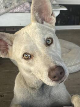 Labrador Retriever and Shepherd Dogs Available for Adoption in Mobile, Alabama - Amber | PetCurious