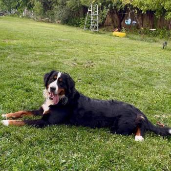 Poppy Seed -  Bernese Mountain Dog Dog for Adoption in Northbrook, Illinois - Poppy Seed | PetCurious
