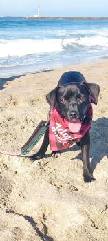Judy Hopps -  Labrador Retriever Dog for Adoption in San Diego, California - Judy Hopps | PetCurious