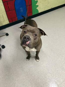 American Staffordshire Terrier and Mixed Breed Dogs Available for Adoption in Indianapolis, Indiana - ADMIRAL | PetCurious