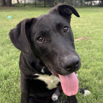 Black Labrador Retriever and Border Collie Dogs Available for Adoption in Boerne, Texas - Ollie | PetCurious