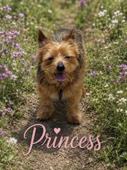 Princess -  Yorkshire Terrier Dog for Adoption in Lucas, Texas - Princess | PetCurious