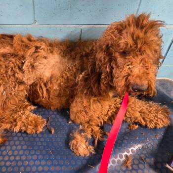 Poodle and Golden Retriever Dogs Available for Adoption - Duke | PetCurious
