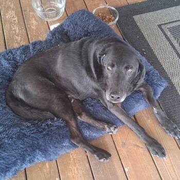 TNGC-Stray-1276 -  Black Labrador Retriever Dog for Adoption in Pulaski, Tennessee - TNGC-Stray-1276 | PetCurious