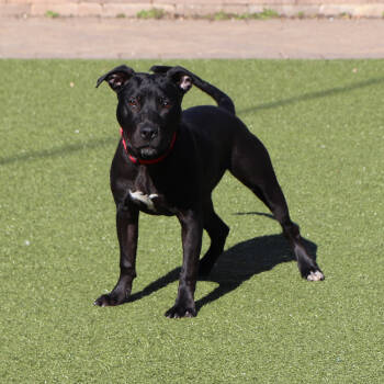 Rescue Mixed Breed Dogs for Adoption in Port Washington, New York - Oakley | PetCurious