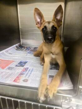 Rescue Belgian Shepherd Malinois Dogs for Adoption in Nucla, Colorado - Rudi | PetCurious