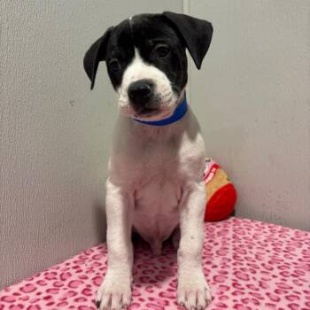 Takoa -  Labrador Retriever and Mixed Breed Dog for Adoption in Tampa, Florida - Takoa | PetCurious