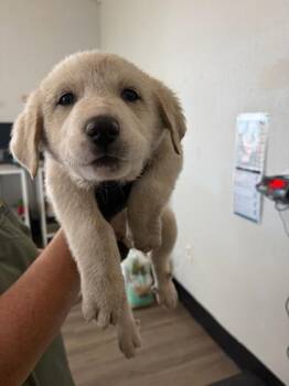 Great Pyrenees and Mixed Breed Dogs Available for Adoption in Fort Worth, Texas - Kansas | PetCurious