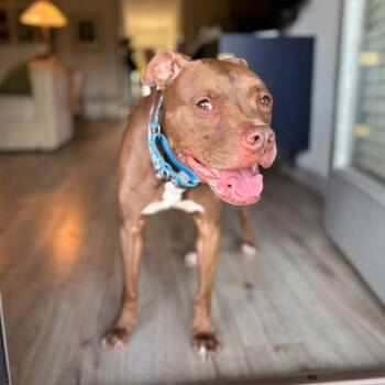 Ted -  American Staffordshire Terrier Dog for Adoption in Martinez, California - Ted | PetCurious