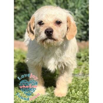 Terrier Dogs Available for Adoption - Bobby | PetCurious