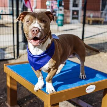 American Staffordshire Terrier Dogs Available for Adoption - RILEY | PetCurious