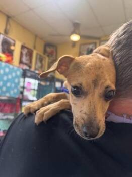 Terrier and Mixed Breed Dogs Available for Adoption in New Orleans, Louisiana - Aries | PetCurious