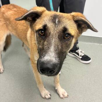 Tiki -  German Shepherd Dog and Mixed Breed Dog for Adoption in Abilene, Texas - Tiki | PetCurious