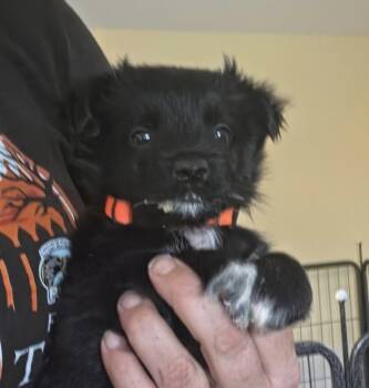 Doc Ock -  Shepherd and Labrador Retriever Dog for Adoption in Lakeland, Florida - Doc Ock | PetCurious