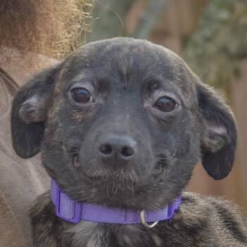 Molly -  Whippet and Italian Greyhound Dog for Adoption in Huntley, Illinois - Molly | PetCurious