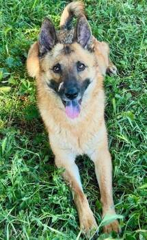 German Shepherd Dog Dogs Available for Adoption - TARJA | PetCurious