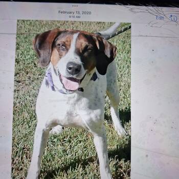 Magnolia -  Mixed Breed Dog for Adoption in Gloucester, Virginia - Magnolia | PetCurious