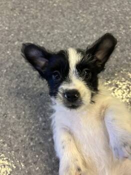 Rat Terrier Dogs Available for Adoption in Sparta, Illinois - Havoc | PetCurious