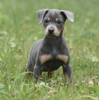 Gretel -  Pit Bull Terrier Dog for Adoption in Mechanicsburg, Pennsylvania - Gretel | PetCurious