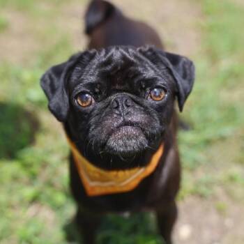 DIXIE -  Pug Dog for Adoption in San Antonio, Texas - DIXIE | PetCurious