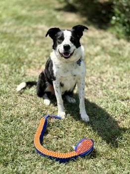 Gunner -  Border Collie Dog for Adoption in Culpeper, Virginia - Gunner | PetCurious