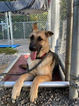 Rescue German Shepherd Dog and Mixed Breed Dogs for Adoption in Virginia, Minnesota - Ruby | PetCurious