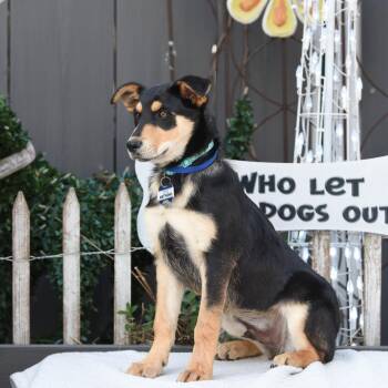 Shepherd Dogs Available for Adoption - Matthews | PetCurious