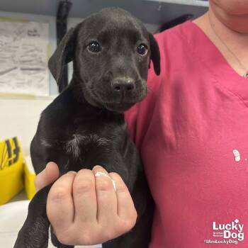 Shepherd and Labrador Retriever Dogs Available for Adoption - Holly | PetCurious