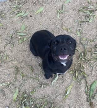 GOOSE -  Beagle and Labrador Retriever Dog for Adoption in Redlands, California - GOOSE | PetCurious