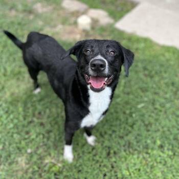 Nevaeh -  Labrador Retriever and Mixed Breed Dog for Adoption in Jacksboro, Tennessee - Nevaeh | PetCurious