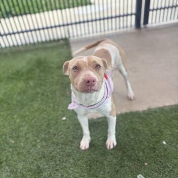 Nala -  American Staffordshire Terrier Dog for Adoption in San Antonio, Texas - Nala | PetCurious