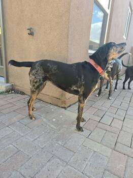 LOLA - JJ (NEW MEXICO) -  Catahoula Leopard Dog Dog for Adoption in Roundup, Montana - LOLA - JJ (NEW MEXICO) | PetCurious