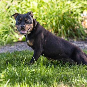 Star -  Rottweiler and Mixed Breed Dog for Adoption in Council Bluffs, Iowa - Star | PetCurious