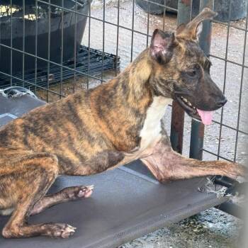 Pinky -  Terrier Dog for Adoption in Anahuac, Texas - Pinky | PetCurious