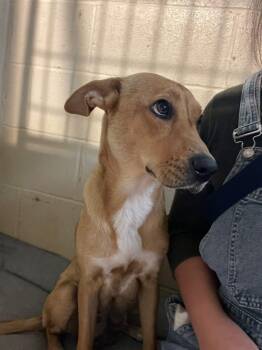 Rescue German Shepherd Dog and Carolina Dog Dogs for Adoption in Tunica, Mississippi - Jordan | PetCurious