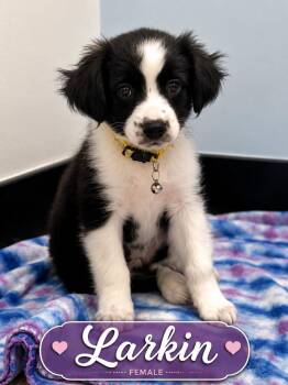 Larkin -  Border Collie Dog for Adoption in Casselberry, Florida - Larkin | PetCurious