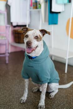 Sebastian -  Brittany Spaniel and American Staffordshire Terrier Dog for Adoption in Pasadena, California - Sebastian | PetCurious
