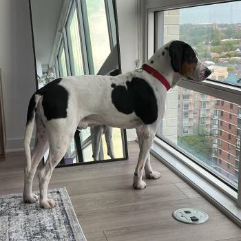 Treeing Walker Coonhound and Mixed Breed Dogs Available for Adoption in Falls Church, Virginia - Blackjack Joe | PetCurious