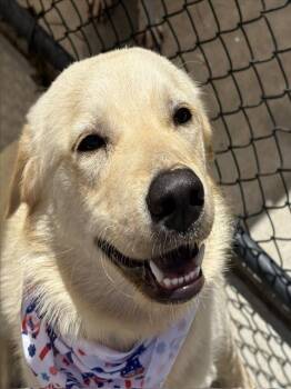 Labrador Retriever and Mixed Breed Dogs Available for Adoption in Tulsa, Oklahoma - MALLORY | PetCurious