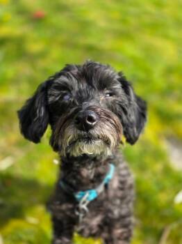 Havanese and Poodle Dogs Available for Adoption in Vancouver, British Columbia - Linus *bonded To Chester* | PetCurious