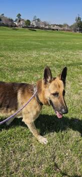 German Shepherd Dog Dogs Available for Adoption - Ceasar ( Perfection ) | PetCurious