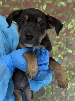 Shepherd and Mixed Breed Dogs Available for Adoption in San Antonio, Texas - Amora | PetCurious