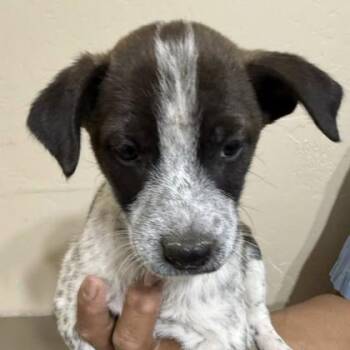 Australian Cattle Dog Blue Heeler Dogs Available for Adoption in Flagstaff, Arizona - Astra | PetCurious