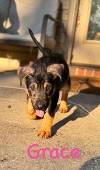 German Shepherd Dog Dogs Available for Adoption in Semmes, Alabama - Grace | PetCurious