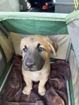 Sammy -  Shepherd Dog for Adoption in Union Beach, New Jersey - Sammy | PetCurious