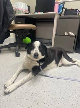 Border Collie and Mixed Breed Dogs Available for Adoption - Neo | PetCurious