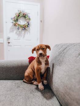 Pearl -  Shepherd and Pit Bull Terrier Dog for Adoption in Goodyear, Arizona - Pearl | PetCurious