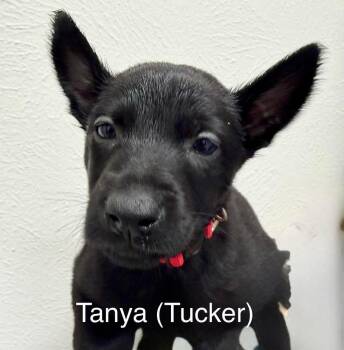 Texas Legends Litter- Tanya (Red Collar) -  Belgian Shepherd Malinois Dog for Adoption in Imlay City, Michigan - Texas Legends Litter- Tanya (Red Collar) | PetCurious