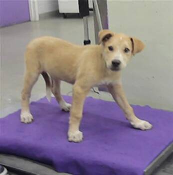 A2079716 -  Labrador Retriever Dog for Adoption in Houston, Texas - A2079716 | PetCurious